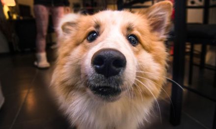 Membelai Hewan Peliharaan Bisa Membantu Kurangi Stres