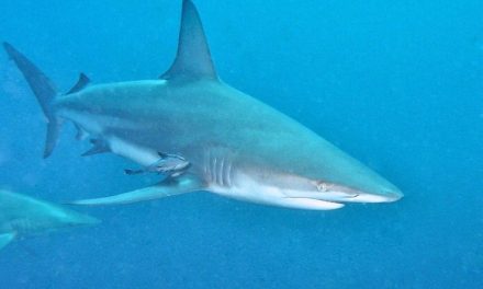 Kasus Gigitan Hiu Naik Akibat Perubahan Iklim