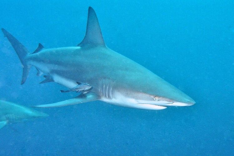 Kasus Gigitan Hiu Naik Akibat Perubahan Iklim