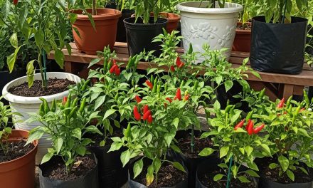 Rahasia Sukses Budidaya Cabai: Pemilihan Bibit Hingga Panen