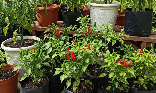 Rahasia Sukses Budidaya Cabai: Pemilihan Bibit Hingga Panen