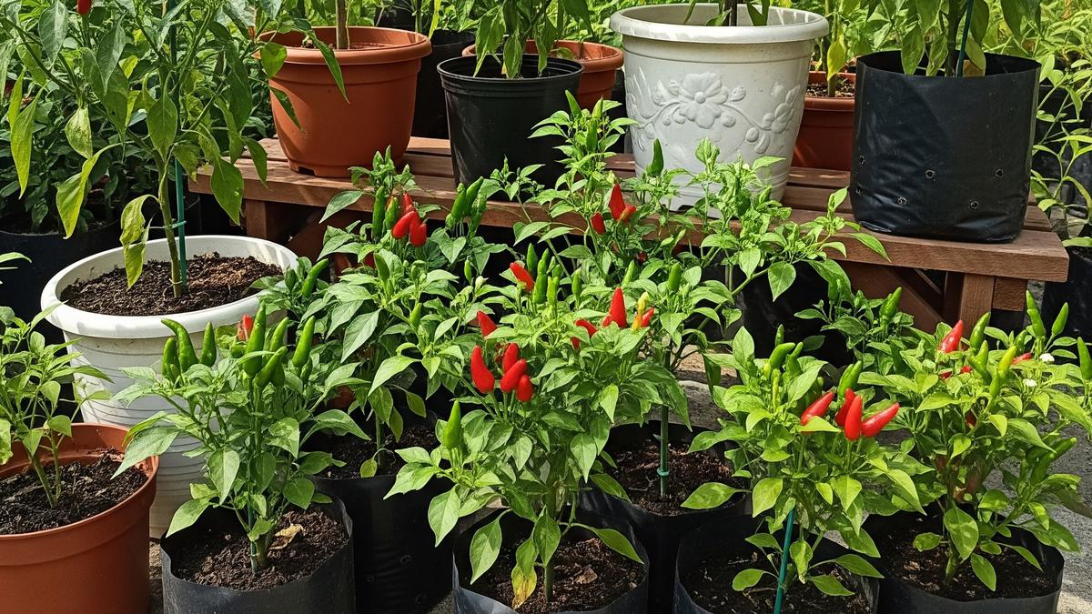 Rahasia Sukses Budidaya Cabai: Pemilihan Bibit Hingga Panen