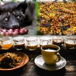 Dari Alam Ke Cangkir: Cara Pembuatan Kopi Luwak