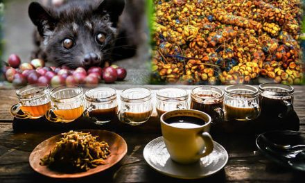 Dari Alam Ke Cangkir: Cara Pembuatan Kopi Luwak
