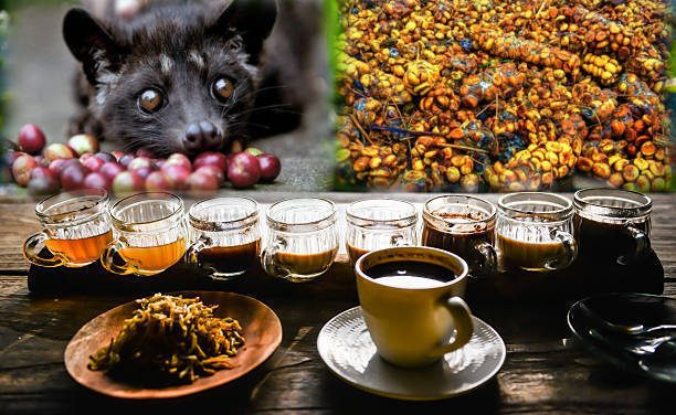 Dari Alam Ke Cangkir: Cara Pembuatan Kopi Luwak