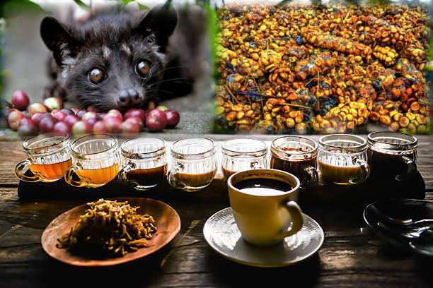 Dari Alam Ke Cangkir: Cara Pembuatan Kopi Luwak