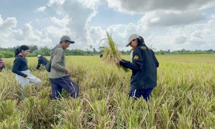 Peran Sawah Dalam Ketahanan Pangan Di Indonesia