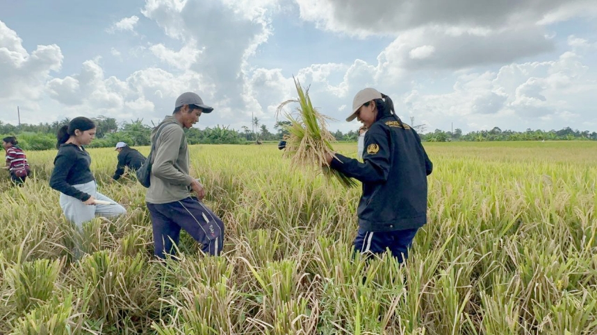 Peran Sawah Dalam Ketahanan Pangan Di Indonesia