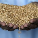 Potensi Gandum Sebagai Komoditas Pangan Strategis Indonesia