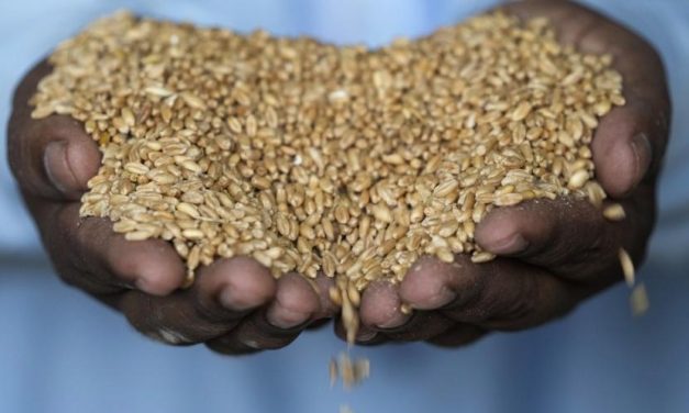 Potensi Gandum Sebagai Komoditas Pangan Strategis Indonesia