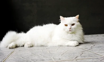 Tips Merawat Kucing Anggora Agar Tetap Sehat Dan Aktif