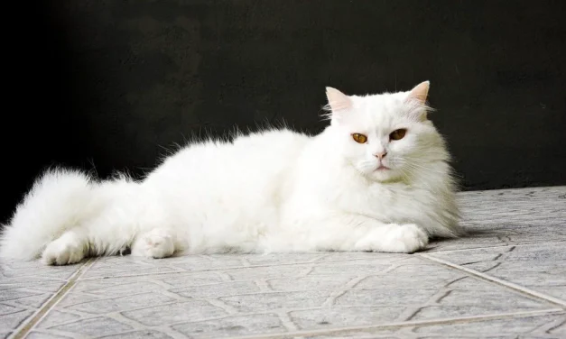 Tips Merawat Kucing Anggora Agar Tetap Sehat Dan Aktif