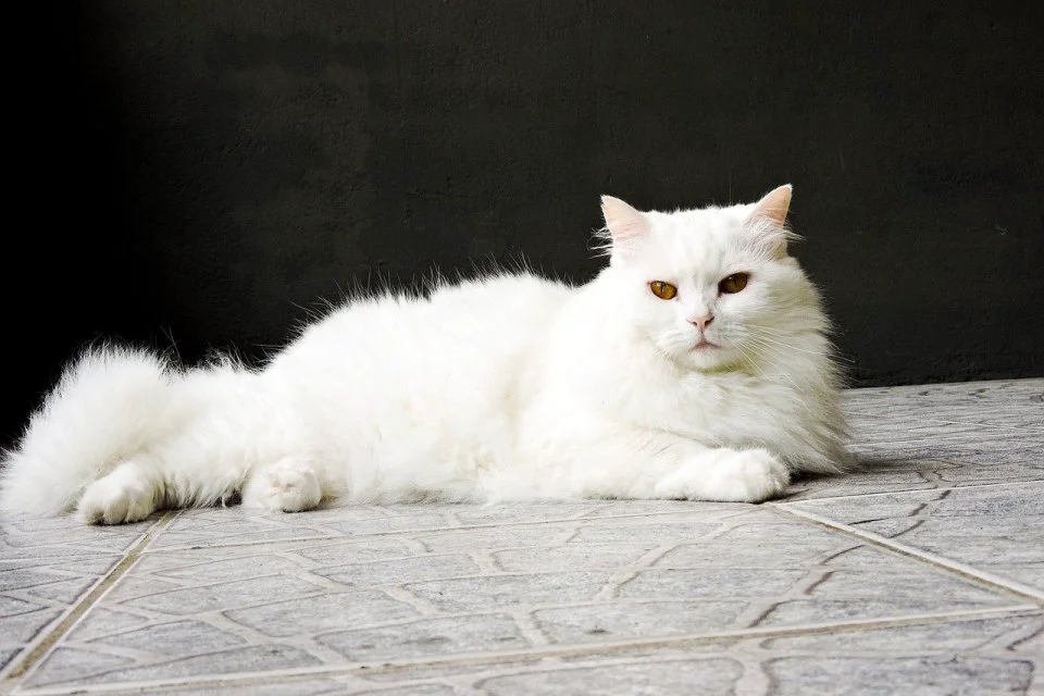 Tips Merawat Kucing Anggora Agar Tetap Sehat Dan Aktif