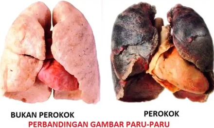 Bahaya Rokok Terhadap Paru-Paru: Fakta Yang Harus Diketahui