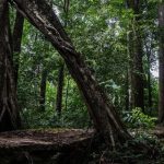 Kondisi Hutan Indonesia Saat Ini Dan Tantangan Pelestariannya