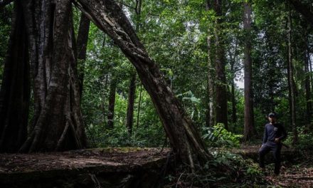 Kondisi Hutan Indonesia Saat Ini Dan Tantangan Pelestariannya