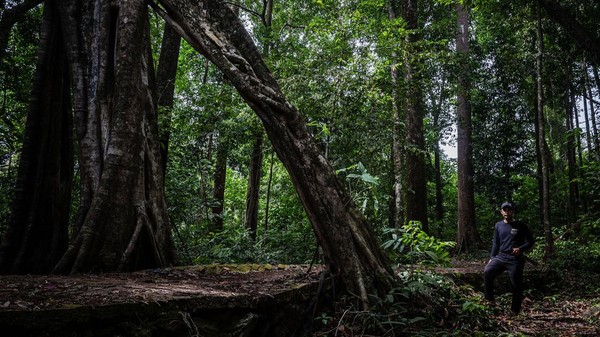 Kondisi Hutan Indonesia Saat Ini Dan Tantangan Pelestariannya