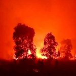 Kebakaran Hutan Dan Satwa Di Way Kambas Apa Pencegahannya