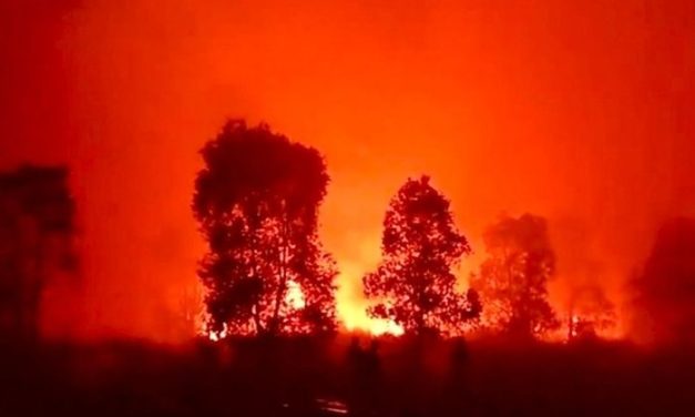 Kebakaran Hutan Dan Satwa Di Way Kambas Apa Pencegahannya