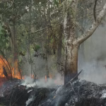 Kebakaran Kalimantan Dan Satwa Liar: Evakuasi Hewan Penting