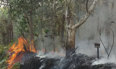 Kebakaran Kalimantan Dan Satwa Liar: Evakuasi Hewan Penting