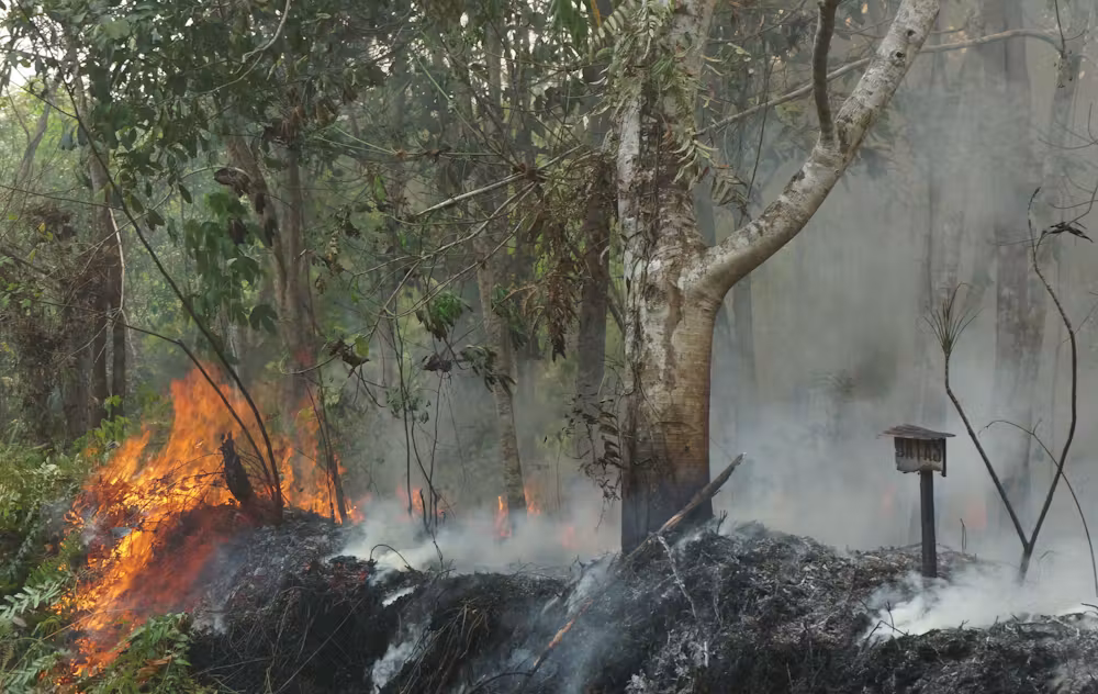 Kebakaran Kalimantan Dan Satwa Liar: Evakuasi Hewan Penting