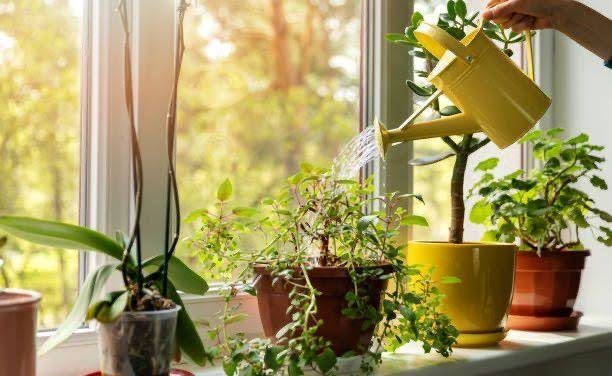 Tanaman Hias: Pilihan Tanaman Mempercantik Suasana Rumah