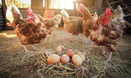 Ternak Ayam: Hal Penting Yang Perlu Diperhatikan Bagi Pemula