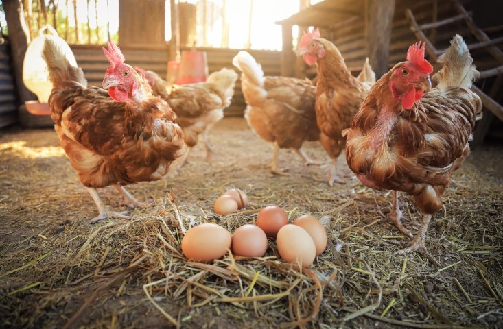 Ternak Ayam: Hal Penting Yang Perlu Diperhatikan Bagi Pemula