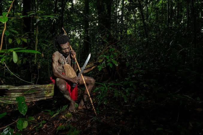 Pemulihan Hutan Papua: Menyelamatkan Habitat Satwa Endemik