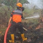 Pemulihan Lahan Gambut: Strategi Mencegah Kebakaran Berulang