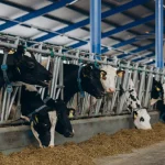 Peternakan Modern: Teknologi Untuk Meningkatkan Produktivitas